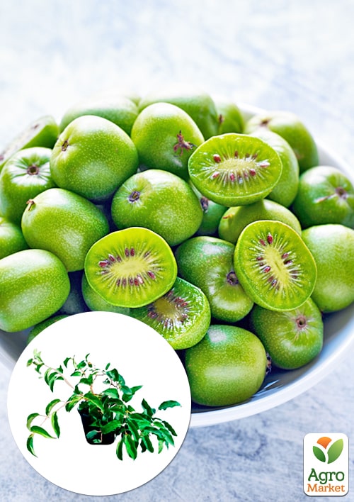 

Актинідія 2-х річна аргута Вереснева (міні-ківі, морозостійкий сорт) вазон С1