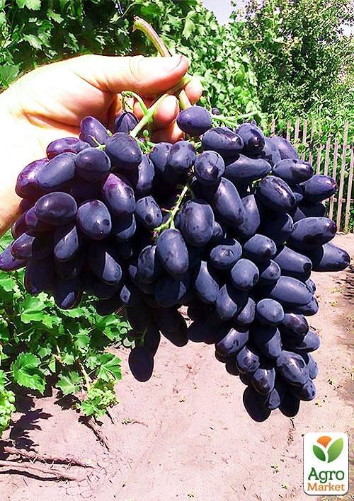 

Виноград Пам'яті Негруля (середньо-пізній термін дозрівання, морозостійкість до -25⁰С)