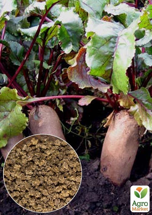 

На вагу Буряк Опольський ТМ Весна ціна за 10г