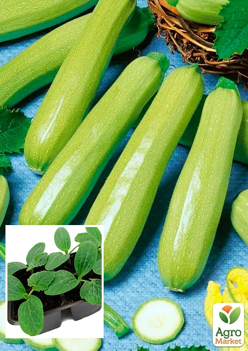 

Розсада Кабачок Іскандер F1 (фермерське вирощування), 1шт в упаковці