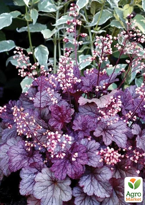 

Гейхера (Heuchera) Shanghai С1 (высота 15-30см)