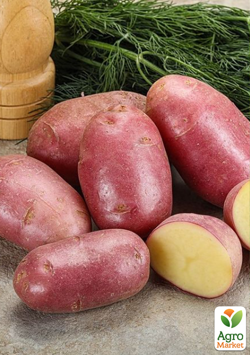 

Картопля Есмі насіннєва рання (1 репродукція) 5кг