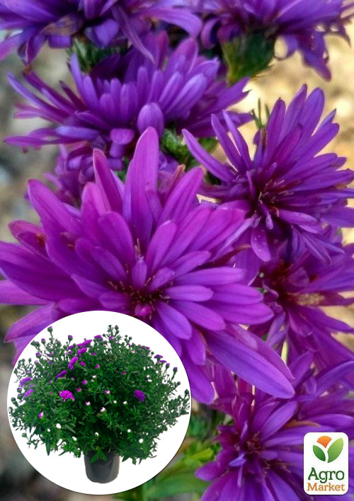 

Астра ново-бельгийская Henry I Purple (С1,5 высота 20-30см)