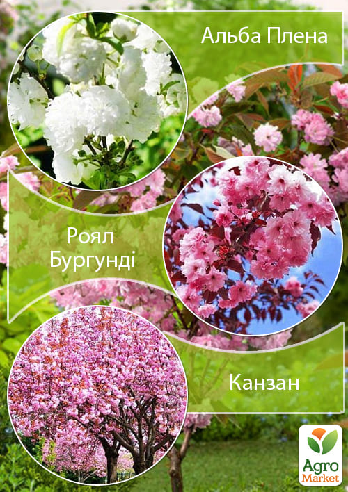 

Сакура на штамбе Роял Бургунди+Канзан+Альба Плена