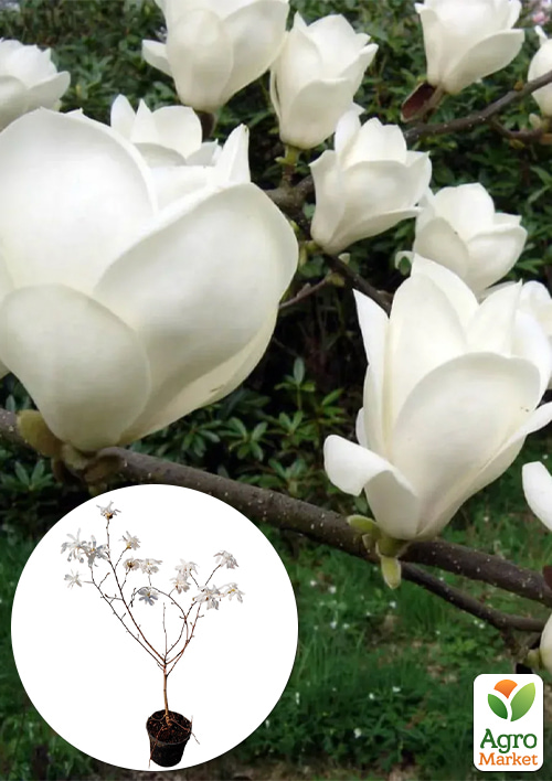

Магнолія 2-річна гібридна Stellata Alba (висота 30-40см)