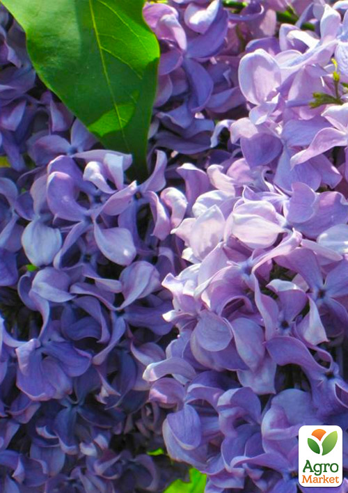 

Бузок лілово-пурпуровий Капітан Гастелло (Captain Gastello)