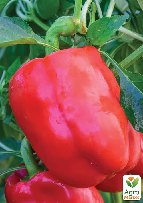 Перець "Солодкий Гігант F1" ТМ "GSN Semences" 1000шт