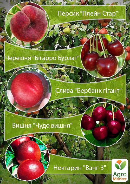 

Дерево-сад Мультифрукт Персик1+Черешня+Слива+Вишня+Персик2