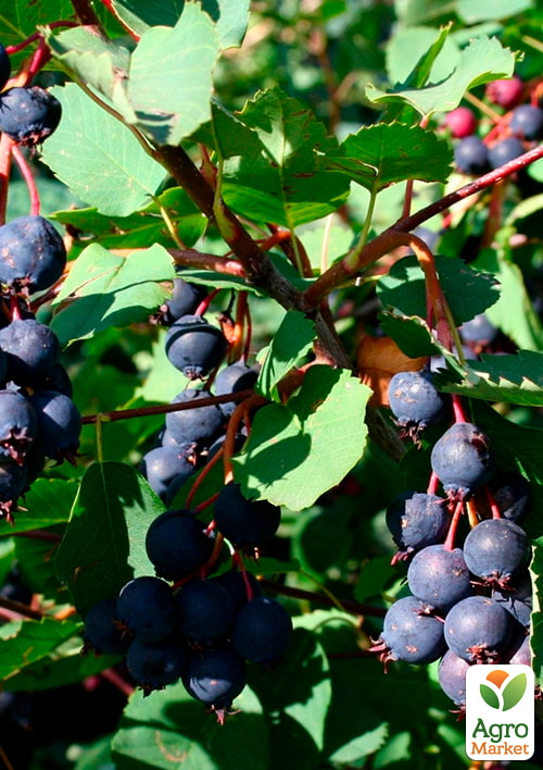 

Ирга 2-летняя ольхолистная Sleyt (укоренённая в контейнере)