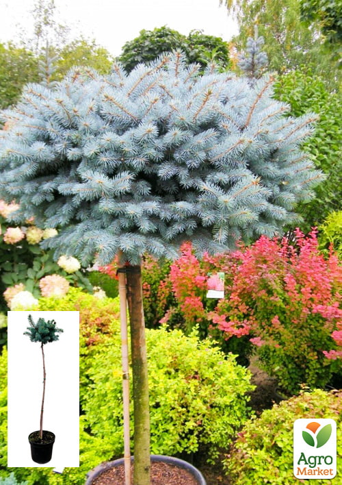 

Ялина колюча «Glauca Globosa» С3, висота штамбу 30-40см