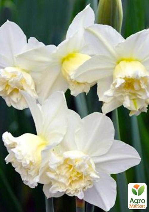 

Нарцис White Marvel 2шт в упаковці