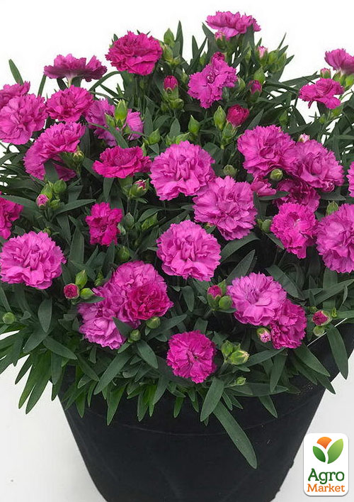 

Гвоздика Махрова Sunflor Faganza (контейнер № 10, висота 10 см)