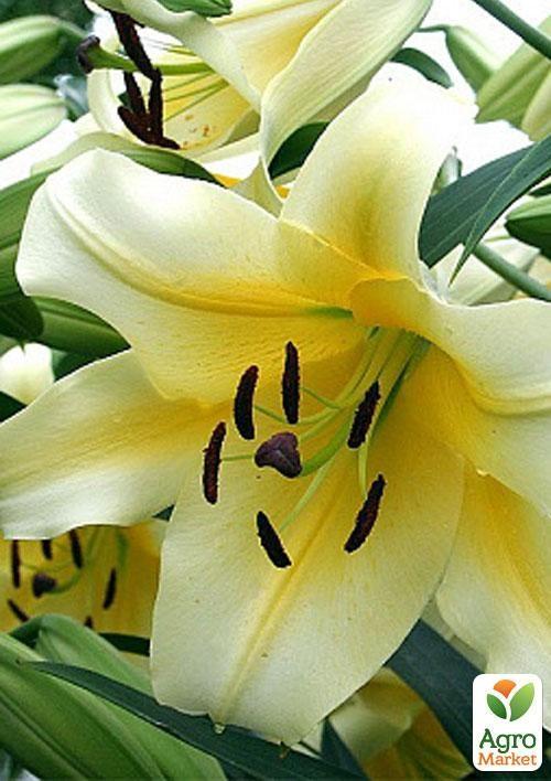 

Лилия Гигант Conca d´or