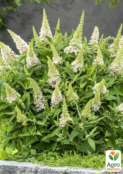 

Буддлея карликова Little White