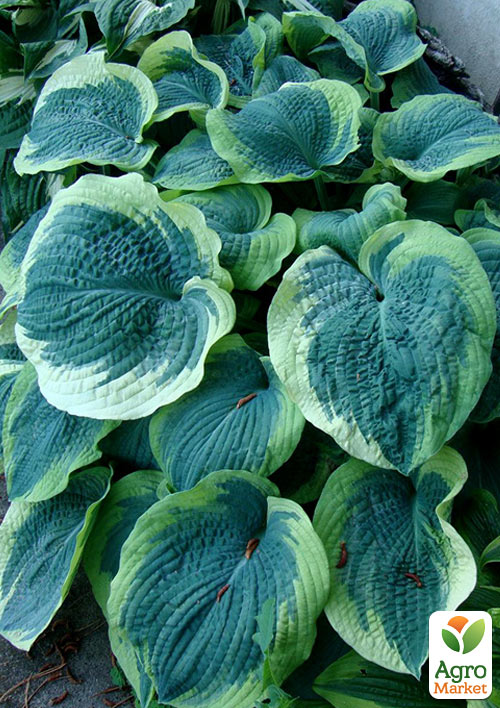 

Хоста гибридная American Halo С1.5