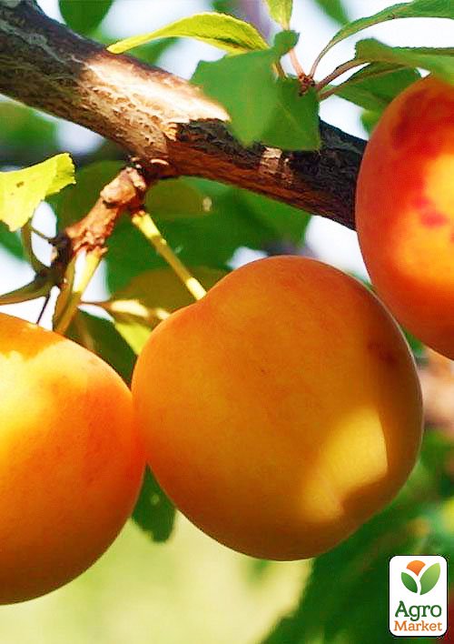 

Алича Злато Скіфів (літній сорт, ранній термін дозрівання)