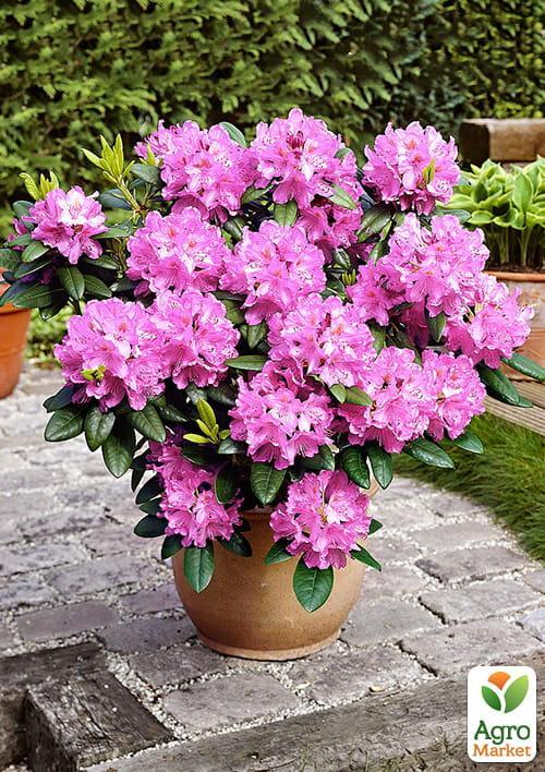 

Рододендрон розовый Розинетта (Rosinetta)