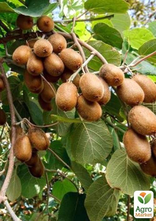 

Ківі Хейворд (найвідоміший і розповсюджений у світі сорт)