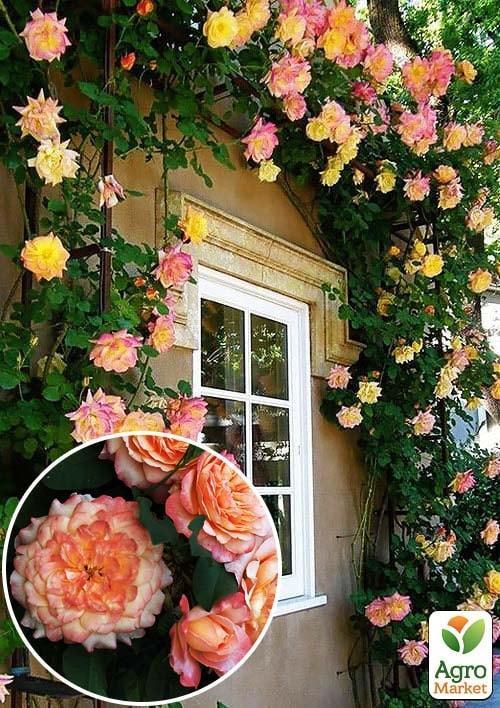 

Троянда плетиста Alchymist (саджанець класу АА +) вищий сорт