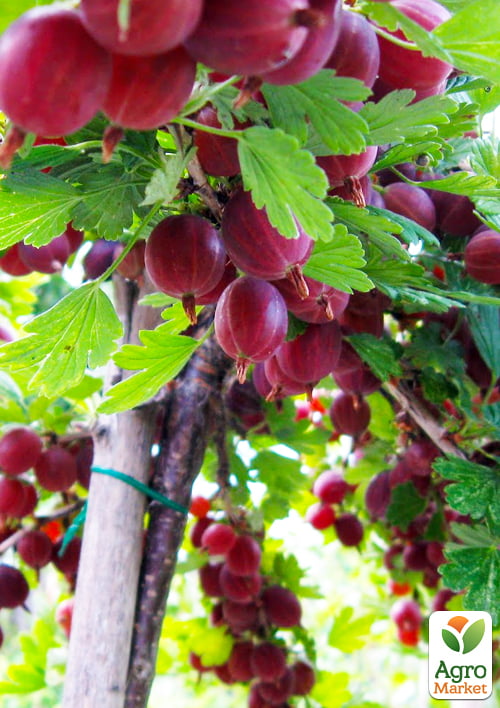 

Штамбовый крыжовник Высокий Замок (средний срок созревания)