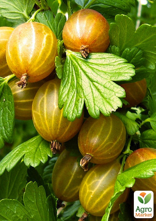 

Ексклюзив! Агрус пастельно-жовтий Скарб (Treasure) (преміальний супер солодкий сорт)