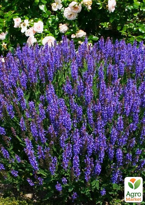 

Шалфей Дубравный Blue Field