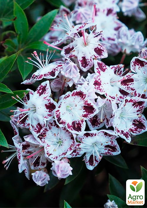 

Кальмія latifolia Magic Star
