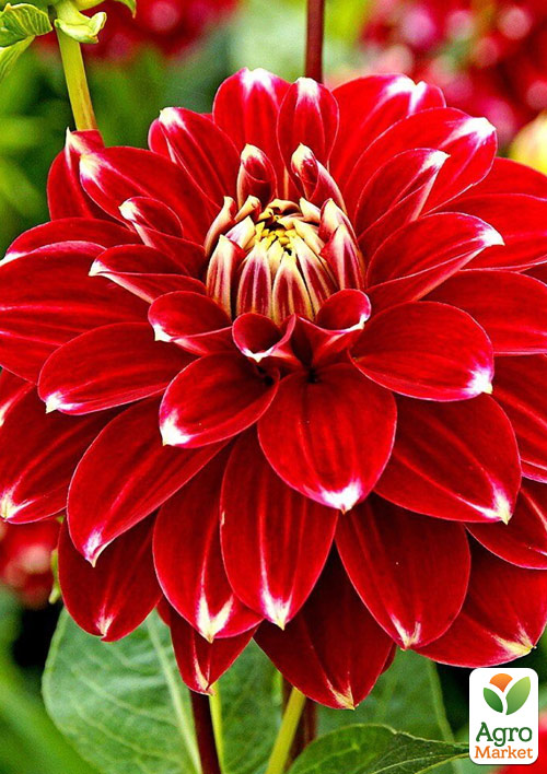 

Георгина Red Rock