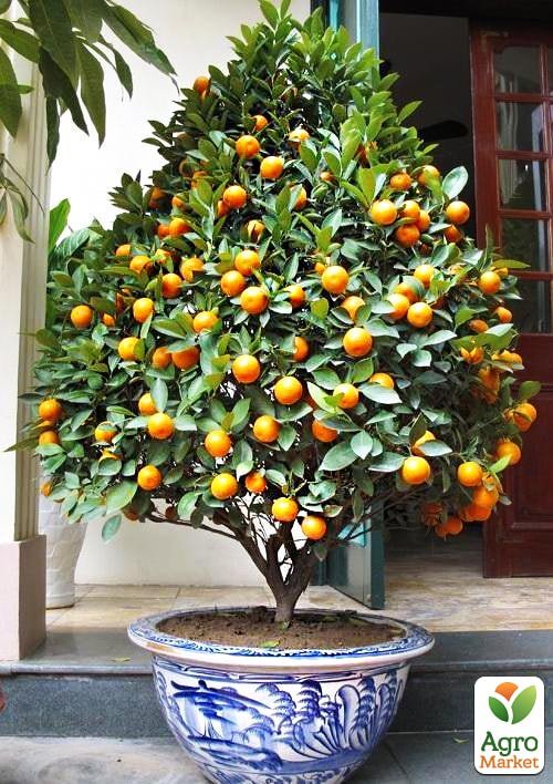 

Кумкват (Золотий апельсин)