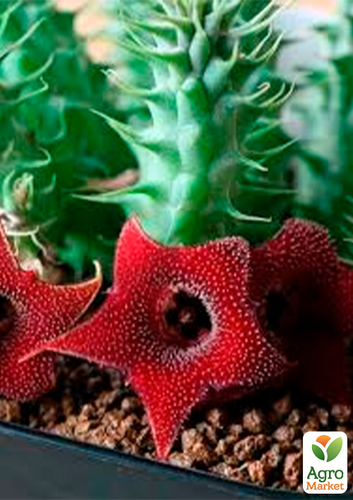 

Гуэрния (Huernia) вазон Р9