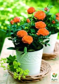 https://agro-market.net/upload/iblock/fbc/fbca2cc3194dce66b74d24e9cf418993.JPG