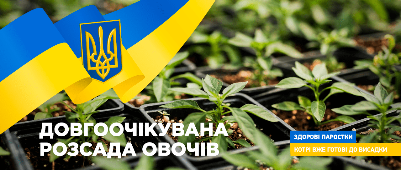 Довгоочікувана розсада овочів Довгоочікувана розсада овочів