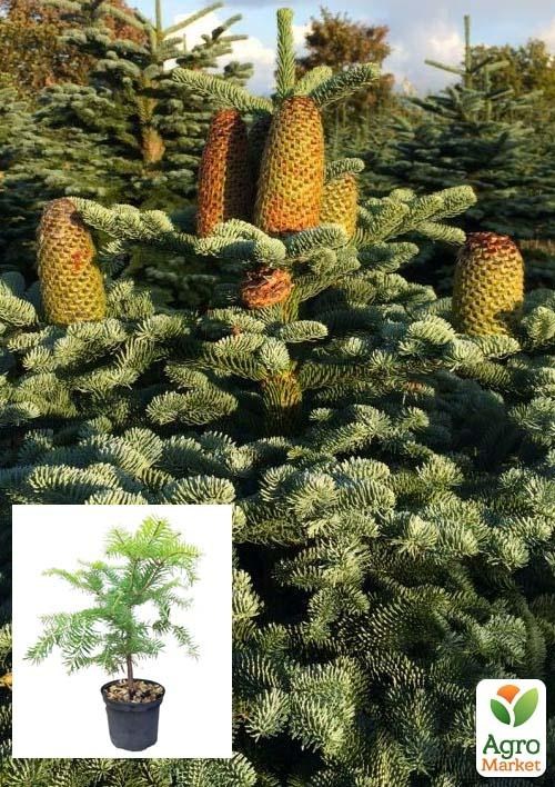 

Пихта Маньчжурская 4х летняя (Abies holophylla) высота 30-40 см