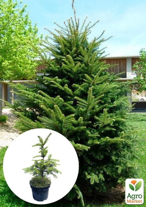 

Пихта Европейская белая 5-и летняя (Abies alba) С5, высота 30-40 см