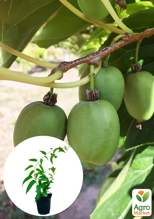 

Актинідія Kokuwa самозапильна (міні-ківі, морозостійкий сорт)