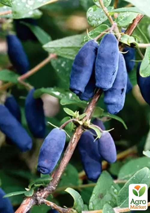 

Жимолость 3х-річна Югана (середньостигла, високоврожайна) С2