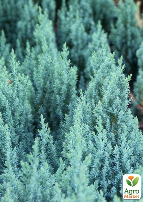 

Ялівець горизонтальний Блю Форест (Blue Forest) горщик P9