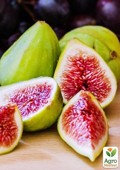 

Інжир Закавказький зелений