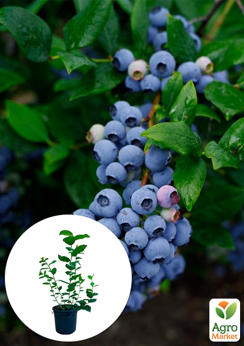 

Лохина (чорниця садова) 2 роки Ліберті (пізній термін дозрівання) С2 висота 50-60см