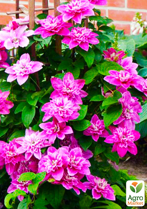 

Клематис My Darling (повторноцветущий сорт)