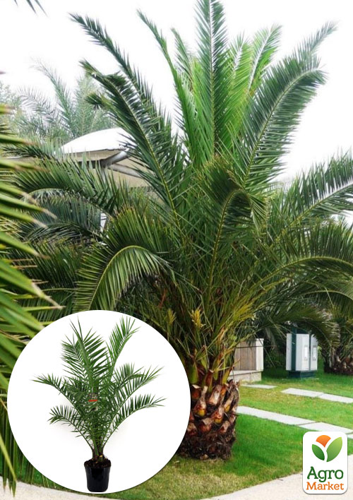 

LMTD Фінік Канарський Phoenix Canariensis (висота 40-60см)