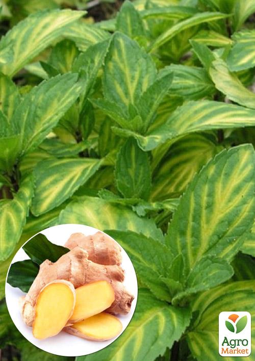 

Мята Имбирная Джинжер (Mentha Ginger Mint)