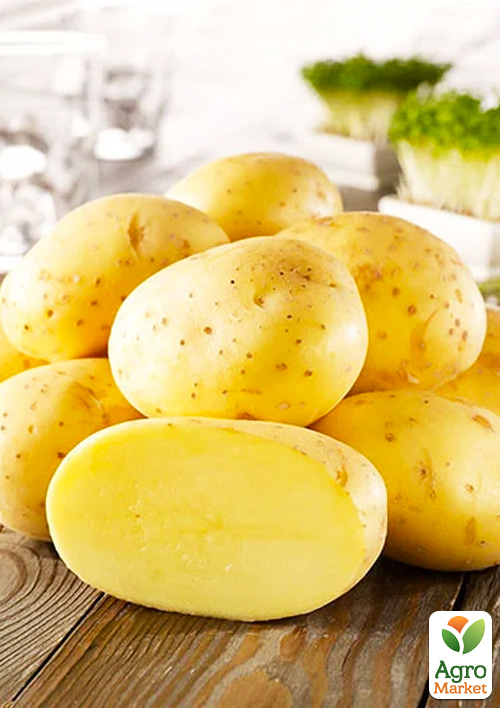 

Картофель Ласунок семенной среднепоздний (1 репродукция) 1кг