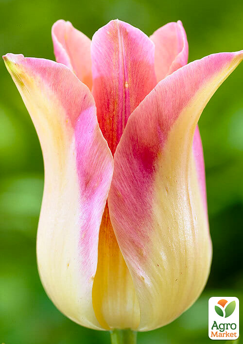 

Тюльпан Elegant Lady (лилиецветный)