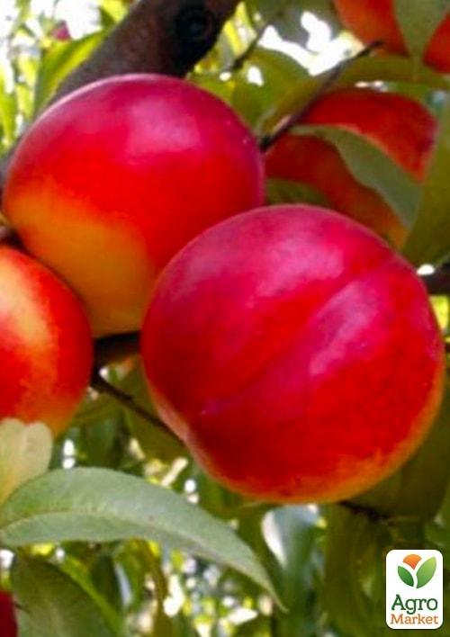 

Эксклюзив! Гибрид сливы-персика Сливовый нектарин