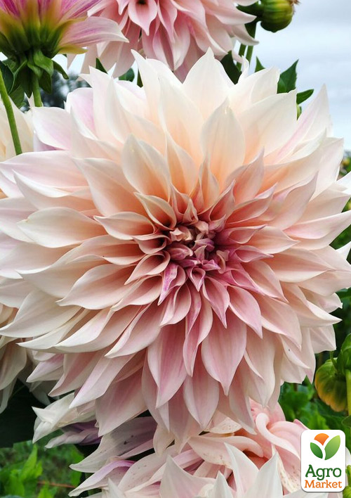 

Георгина Cafe Au Lait (гигантский цветок)