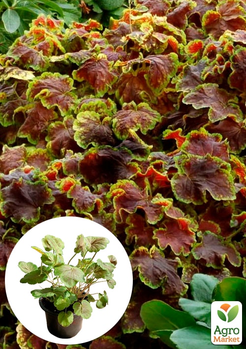 

Гейхерелла (Heucherella) Solar Eclipse С1 (высота 15-30см)