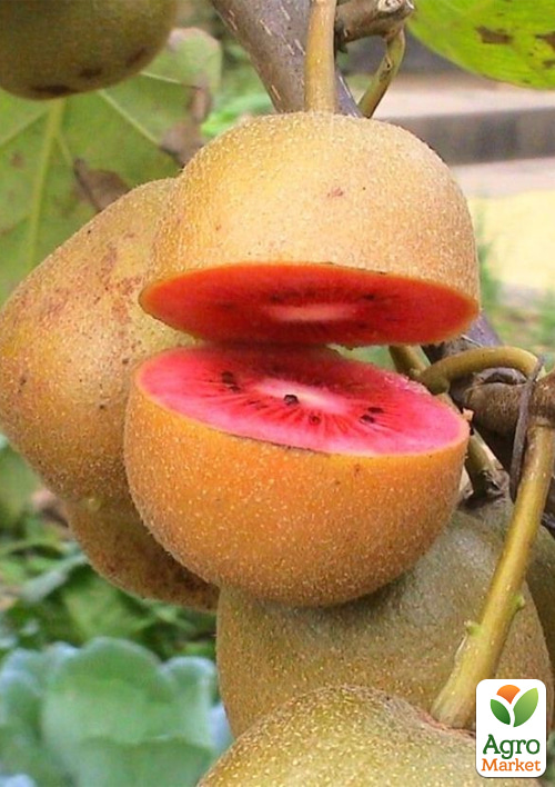 

Ківі Zespri Red 2х річний саджанець (екзотичний, червоном'ясий фрукт, з цитрусовими нотками)