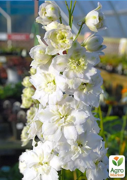 

Дельфиниум махровый "Galahad"