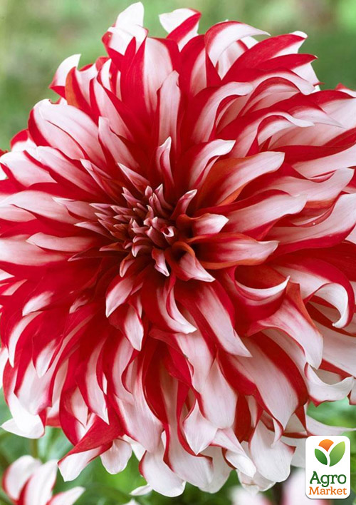 

Жоржина Santa Claus